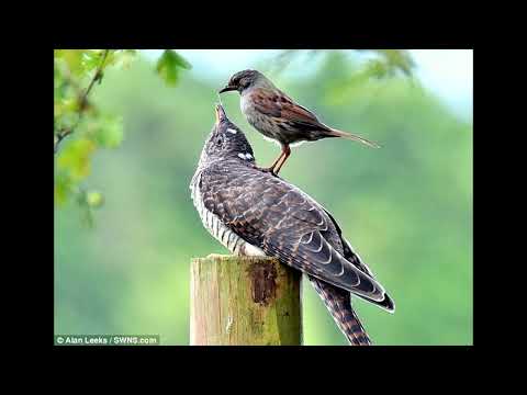 MMPH - Lazy Bird