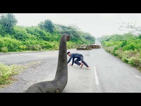 Big Anaconda Snake Attack  In Real Life  HD Video| Big Anaconda| Vikku Films