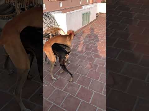 Dog scissors cut, dog Rambo training, escape moment