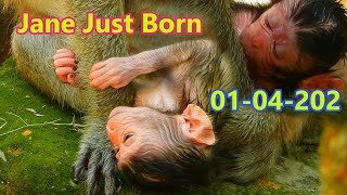 Congrats Jane Just Gave Birth Today seen newborn Look so weakness |