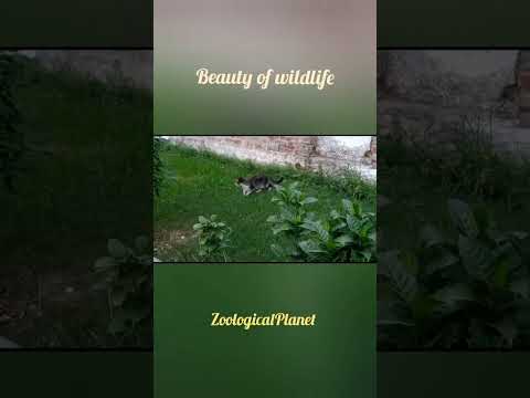 wildlife|beauty of nature|ZoologicalPlanet|animal kingdom#wildlife #zoo #wild