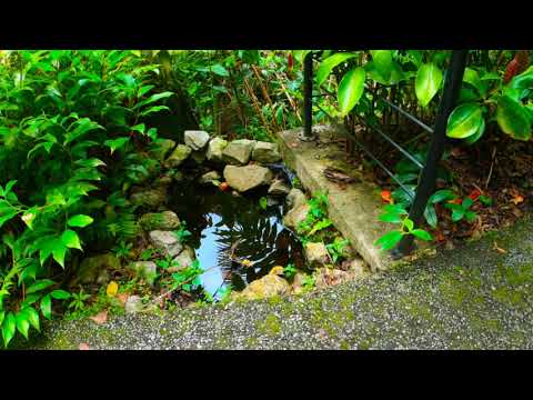 Sounds of the Habitat - Penang Hill