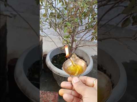 1 नवंबर देवउठनी एकादशी पर करे यह काम #ekadashi #vishnu  #upay #astrology #shortsfeed #yt #ytviral