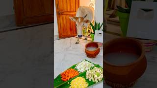 Seva Me Gaumata Ji K 🙏 #gauseva #gaumata #shorts #krishna