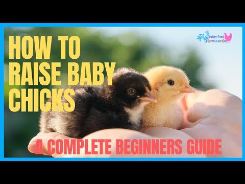 The Best Way To Raise Baby Chicks For Beginners