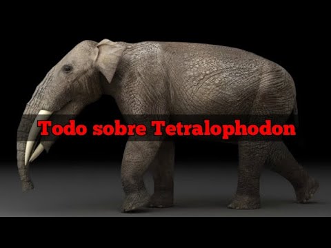 Todo sobre Tetralophodon