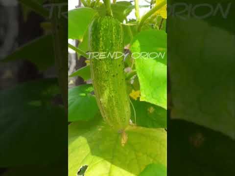 Cucumber Grown In Pot In My Terrace At Home