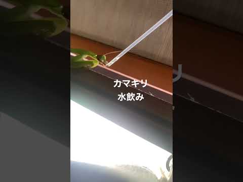 オオカマキリ 水飲みシーン