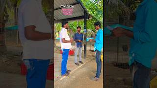 2 month chick's available 9080094664,9363094664 #agriculture #farming #pet #captionplus #viral #bird
