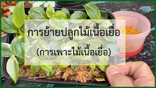 การย้ายปลูกไม้เนื้อเยื่อ เมื่อเรา อบไม้เนื้อเยื่อ เสร็จแล้ว มาดูวิธี ย้ายปลูกไม้เนื้อเยื่อ ลงกระถาง