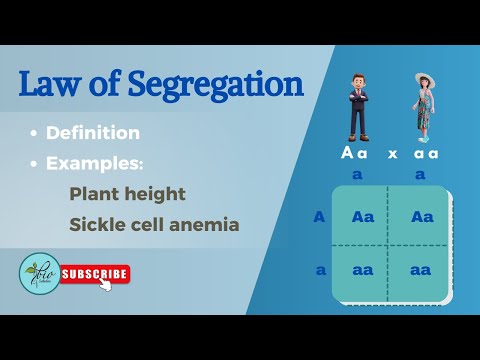 Law of segregation Explained with examples || monohybrid cross class 12 || Genetics