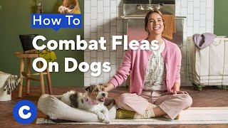 How To Combat Fleas On Dogs | Chewtorials