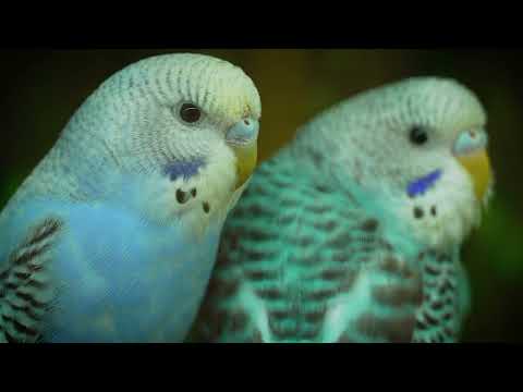 Calming Harmonies for Budgies and All Pets | Discover the Joy of Music