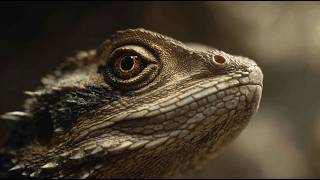 What You Didn’t Know About Lizards | Free Documentary