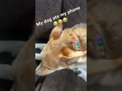 Umm guys help #pets #cute #doggo #puppy