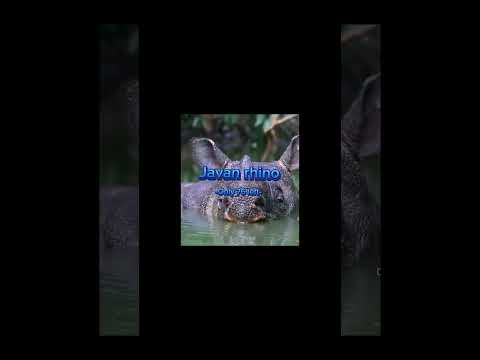 Animals that are critically endangered #animals #endangeredspecies #extinction #shorts