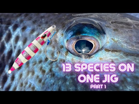 13 SPECIES OF FISH ON ONE JIG! Slow Pitch Jig fishing the Gulf ( Part 1)