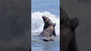 FUNNY SEA ANIMALS LIFE