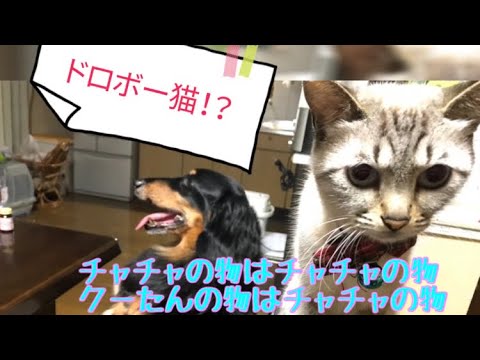 ドロボー猫！？