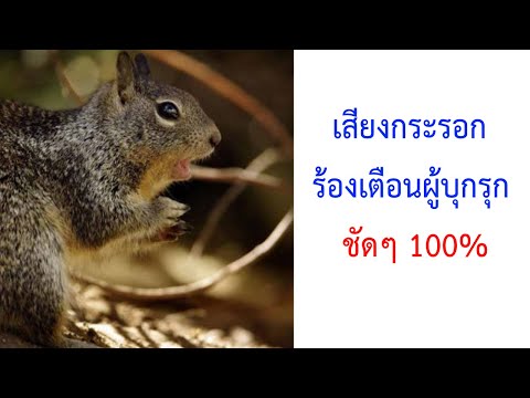 เสียงกระรอกร้องขู่ผู้บุกรุก Sciuridae ชัดๆ 100% 2021