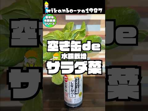 【空き缶栽培】サラダ菜を水耕栽培で簡単に育てる方法！