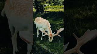 Beautiful dear with horns!#shortvideo #dear