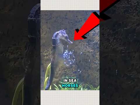 The Male Seahorse Gives Birth