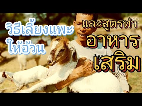 สูตรทำอาหารเสริมให้แพะอ้วน - อาชีพสร้างรายได้Channel