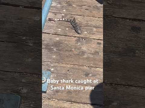 Baby Shark caught and released on Santa Monica pier