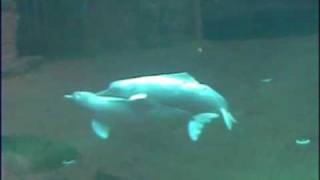 Orinoco river dolphin Behaviour - nudging
