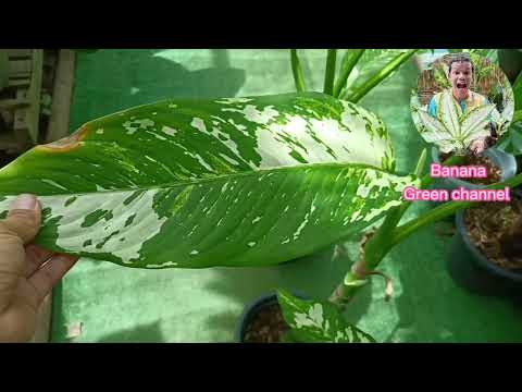 🔥Dieffenbachia Aurora (ดิฟเฟนบาเกีย ออโรร่า) 🌲ต้นเทพนิมิตร