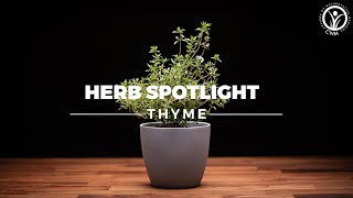 TOP 5 BENEFITS OF THYME - HERB SPOTLIGHT