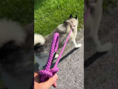 Nova Leads the Way! #syberianhusky #Husky