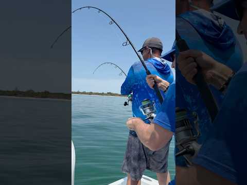 HECTIC double header! ✌️ #tarpon #fishing #tampabay