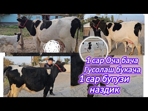 31 ОКТЯБР 2 САР МОЛХОИ ЗОТИ ШИРИ ОЧА БАЧА  ВА ЯК САР БУГУЗИ НАЗДИК