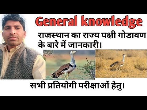 राजस्थान का राज्य पक्षी गोडावण के बारे में जानकारी।
