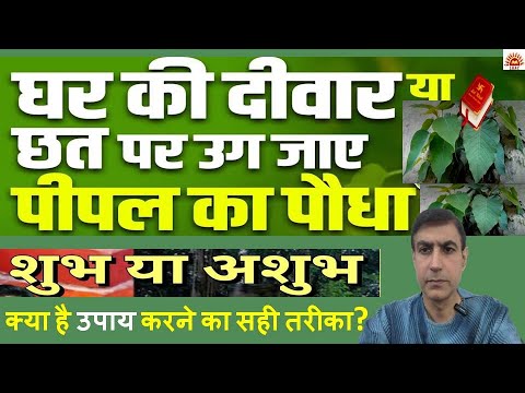 घर में पीपल उग गया शुभ है या अशुभ | क्या है पीपल को हटाने का सही तरीका | Peepal Tree in Home #peepal