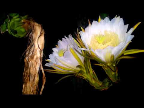 MASYAALLAH..  Inilah Detik-detik mekarnya bunga buah naga!!