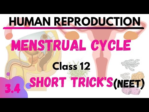 Menstrual cycle | HUMAN REPRODUCTION | NEETTRICK|NEETSHORTTRICK | NEET TRICK | NCERT BIOLOGY CLASS12