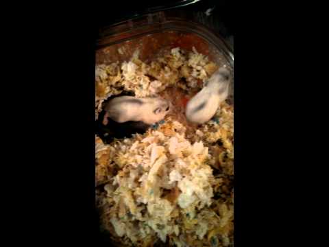 倉鼠 三線鼠 出生紀錄 三線鼠寶寶 【DAY20】