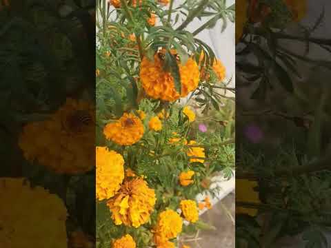 Short video#happy #nature #flowers