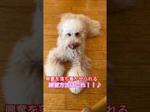 説明欄見てね！愛犬の興奮を落ち着かれさせる練習方法 #犬のしつけ #dog #ドッグトレーニング