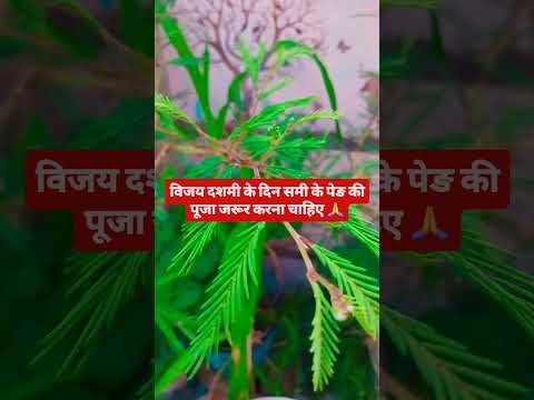 विजयादशमी के दिन समी के पेङ की पूजा जरूर करना चाहिए 🙏🙏 #upay #hindufestival #indianfestival #navratr