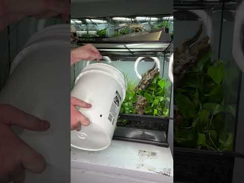 World’s *RAREST* Lizard Gets A New Enclosure!! #shorts #reptiles #animals #science #diy