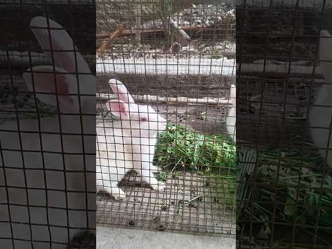 Rabbit #shorts #pets #trending