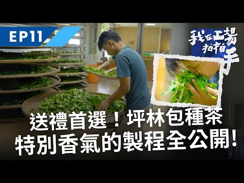 送禮首選！坪林包種茶特別香氣的製作過程全公開｜我在工場拍拍手｜EP10製茶｜公視+免費收看