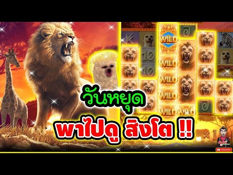 สล็อตpg : เฮียริช วันหยุด เฮียพาไปดู สิงโต !!│Safari Wilds ► PG