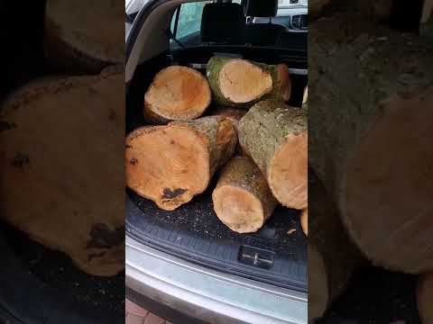 Boot load of Ash #shorts #happywoodturner #woodturning