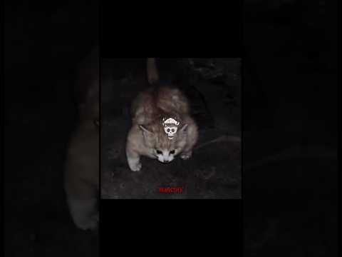 💀 Cats Are Smarter And Sturdier Than Dogs?#cats #trollface #shorts #video