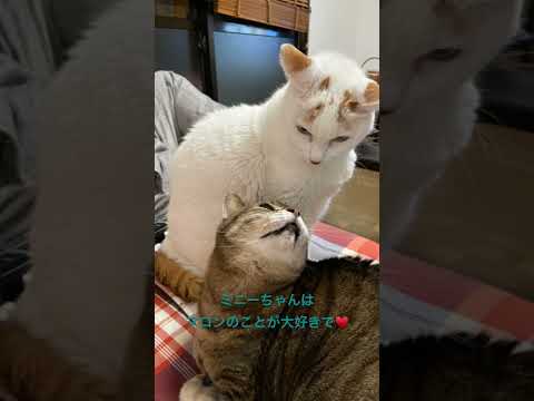マロン#猫 #猫のいる暮らし #猫動画 #ねこ #ねこ部 #ねこのいる生活 #cat
